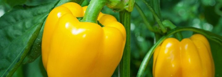 Gelbe Paprika im Gemüsegarten